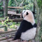 Sourcing troubleshooting Panda
