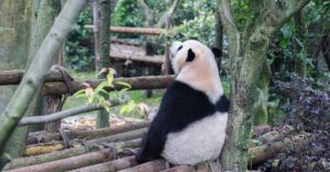 Sourcing troubleshooting Panda